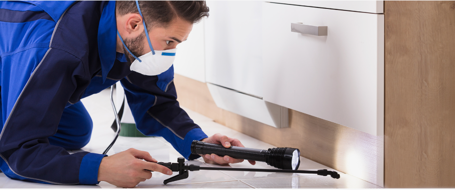 Corsicana pest xpert removal